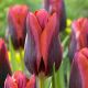 Tulipa - Slawa / 7ks v balení