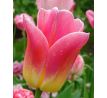 Tulipa - Tom Pouce / 5ks v balení