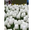 Tulipa - Triump White / 10ks v balení