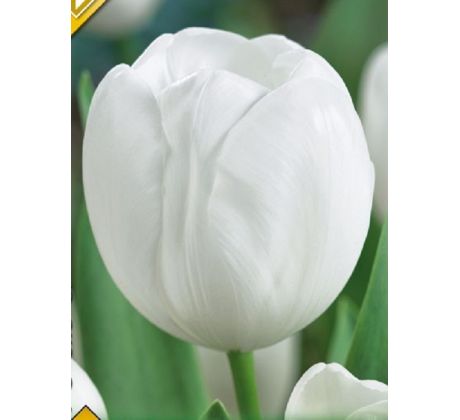 Tulipa - Triump White / 10ks v balení