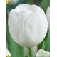 Tulipa - Triump White / 10ks v balení