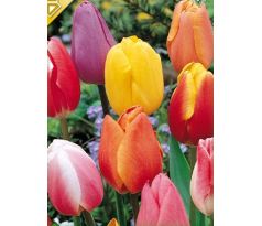 Tulipa Triumph -  mixed / 10ks v balení
