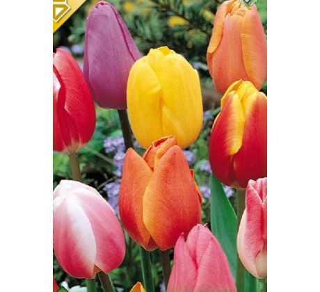 Tulipa Triumph -  mixed / 10ks v balení