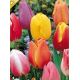 Tulipa Triumph -  mixed / 8ks v balení