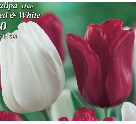 Tulipa Triumph -  Red & White / 10ks v balení