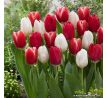 Tulipa Triumph -  Red & White / 10ks v balení