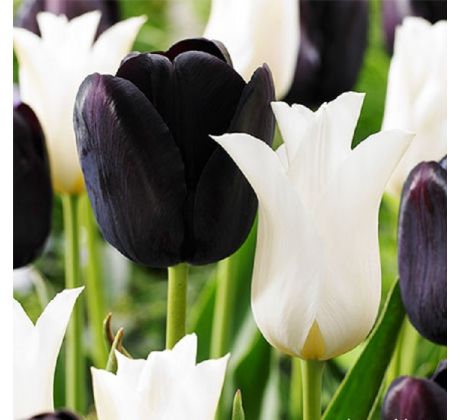 Tulipa Triumph - Black & White / 10ks v balení