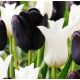 Tulipa Triumph - Black & White / 6ks v balení