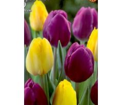 Tulipa Triumph - Purple & Yellow / 10ks v balení