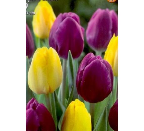 Tulipa Triumph - Purple & Yellow / 10ks v balení