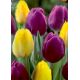 Tulipa Triumph - Purple & Yellow / 6ks v balení