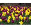 Tulipa Triumph - Purple & Yellow / 10ks v balení