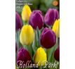 Tulipa Triumph - Purple & Yellow / 10ks v balení