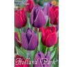 Tulipa Triumph - Red & Purple / 10ks v balení