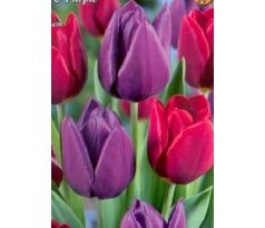 Tulipa Triumph - Red & Purple / 10ks v balení