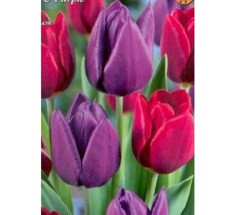 Tulipa Triumph - Red & Purple / 10ks v balení