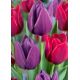 Tulipa Triumph - Red & Purple / 10ks v balení