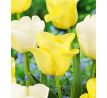 Tulipa Triumph - White & Yellow / 10ks v balení