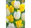 Tulipa Triumph - White & Yellow / 10ks v balení