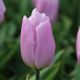 Tulipa - Candy Prince / 7ks v balení