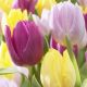 Tulipa single - Prince mixed / 6ks v balení