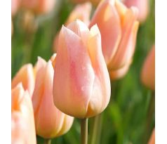 Tulipa Single Early - Apricot Beauty / 10ks v balení