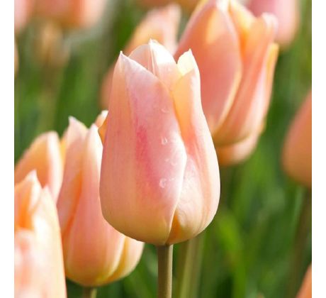 Tulipa Single Early - Apricot Beauty / 10ks v balení