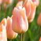 Tulipa Single Early - Apricot Beauty / 10ks v balení