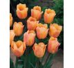 Tulipa Single Early - Apricot Beauty / 10ks v balení