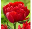 Tulipa - Abba / 10ks v balení