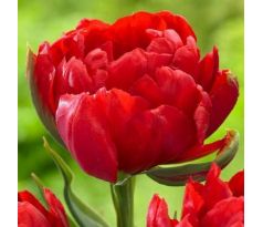 Tulipa - Abba / 6ks v balení