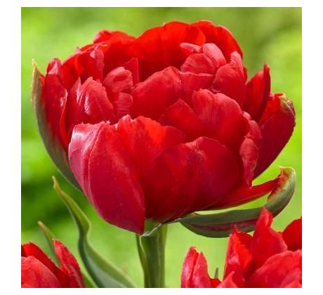 Tulipa - Abba / 6ks v balení