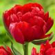 Tulipa - Abba / 6ks v balení