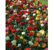 Tulipa - Double early mixed / 10ks v balení