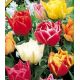 Tulipa - Double early mixed / 7ks v balení