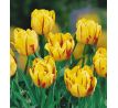 Tulipa - Monsella / 10ks v balení