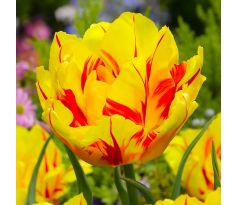 Tulipa - Monsella / 10ks v balení