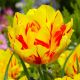Tulipa - Monsella / 6ks v balení