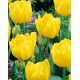 Tulipa - Monte Carlo / 6ks v balení