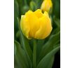Tulipa - Monte Carlo / 10ks v balení