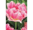 Tulipa - Peach Blossom / 10ks v balení