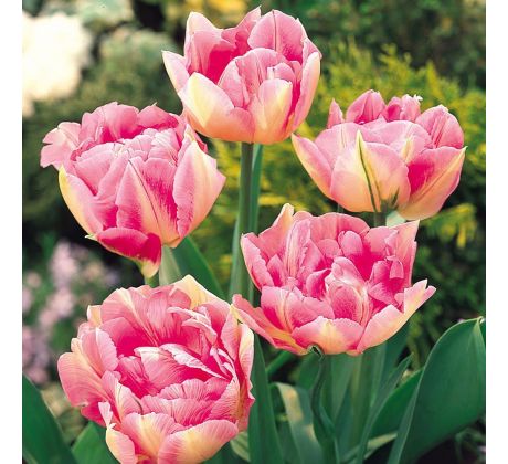 Tulipa - Peach Blossom / 10ks v balení