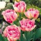 Tulipa - Foxtrot / 6ks v balení