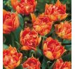 Tulipa - Willem van Oranje / 6ks v balení