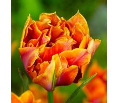 Tulipa - Willem van Oranje / 10ks v balení