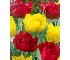 Tulipa Double Early - Red & Yellow / 10ks v balení