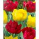 Tulipa Double Early - Red & Yellow / 6ks v balení