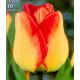 Tulipa - American Dream / 6ks v balení