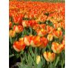Tulipa - American Dream / 10ks v balení