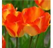Tulipa - American Dream / 6ks v balení